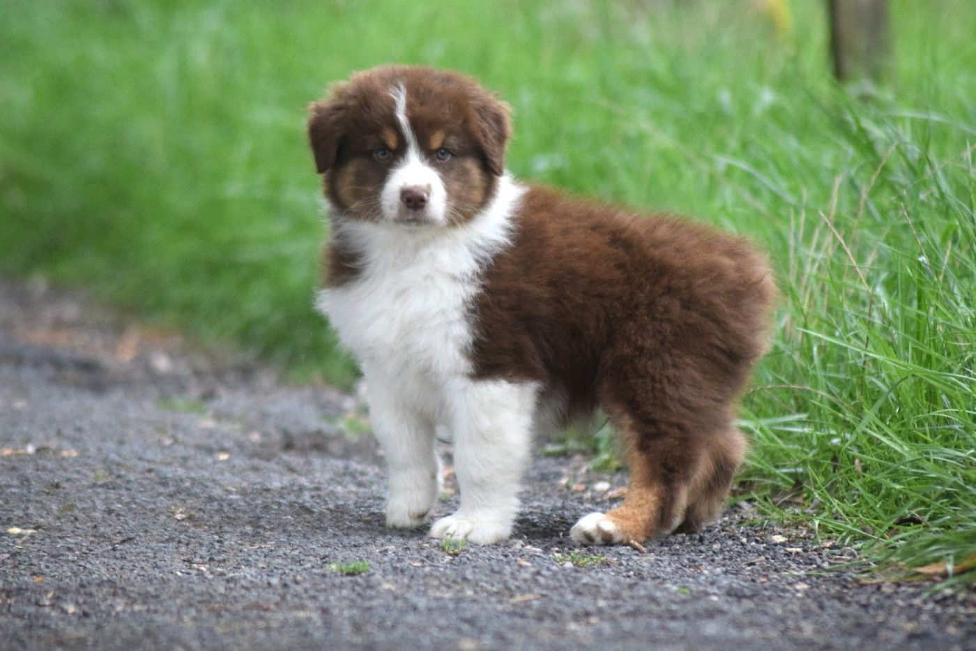 Chiot N°2