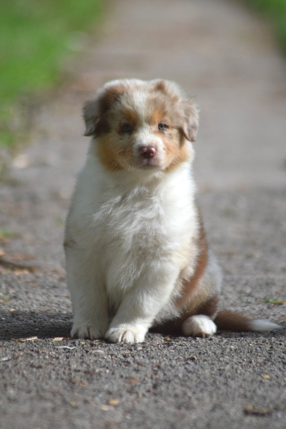 Chiot N°3