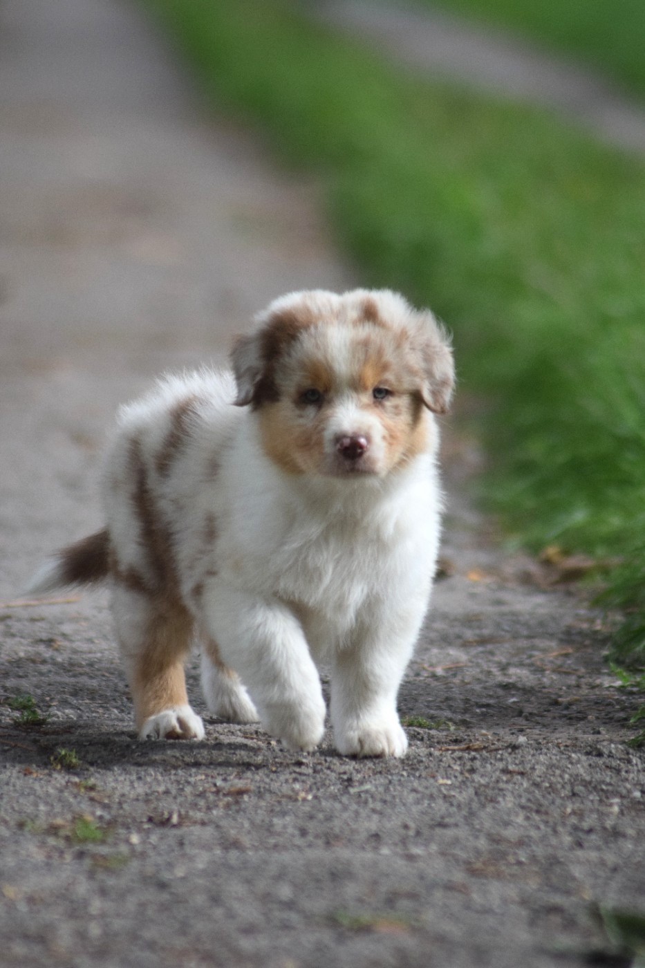 Chiot N°3