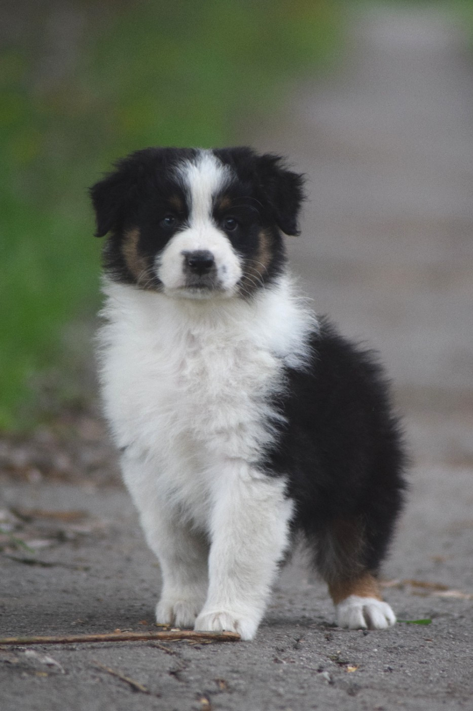 Chiot N°4