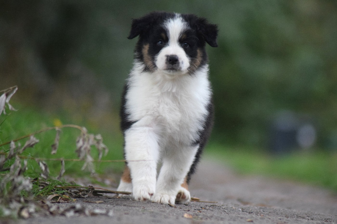 Chiot N°4