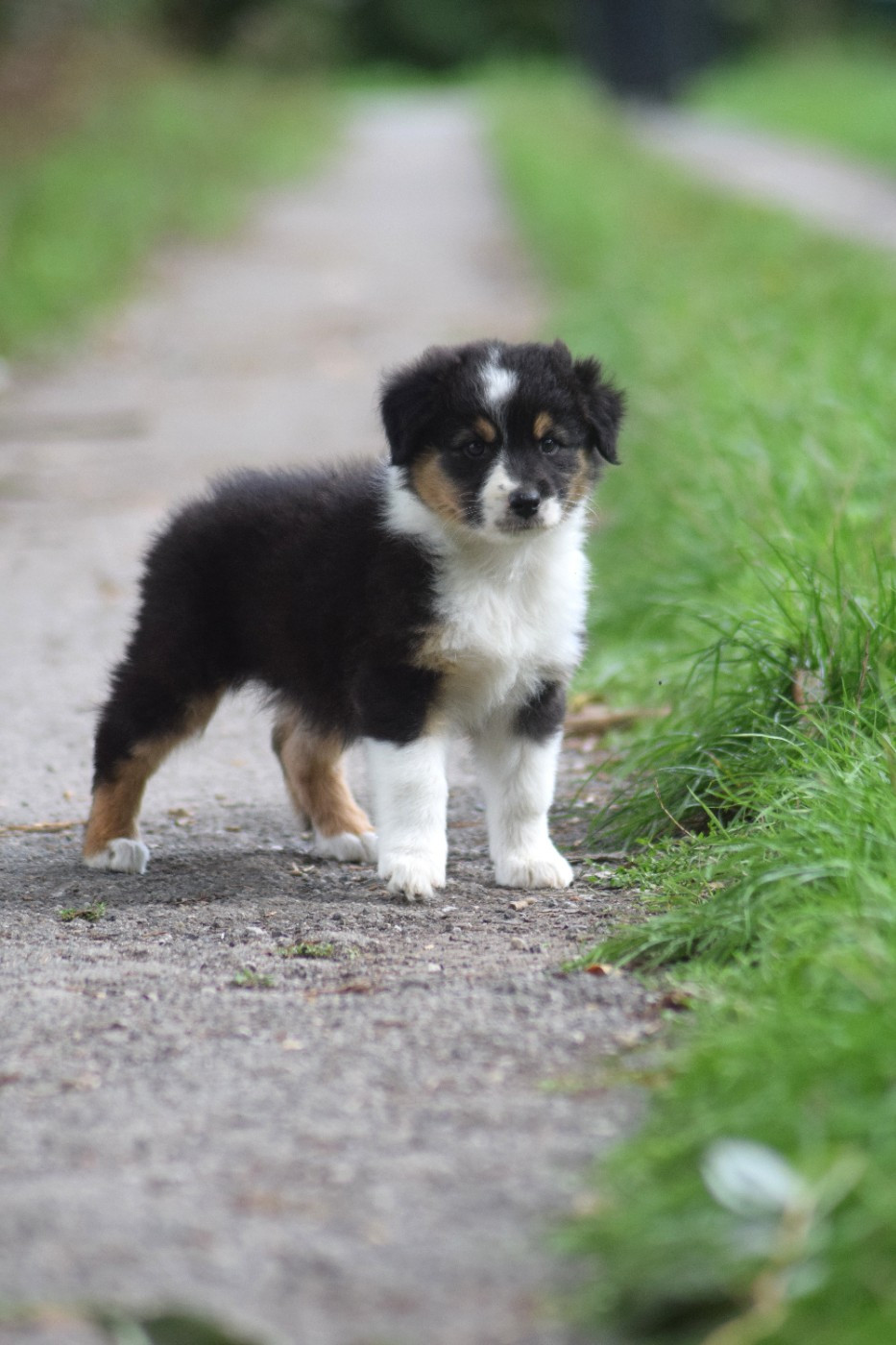 Chiot N°5
