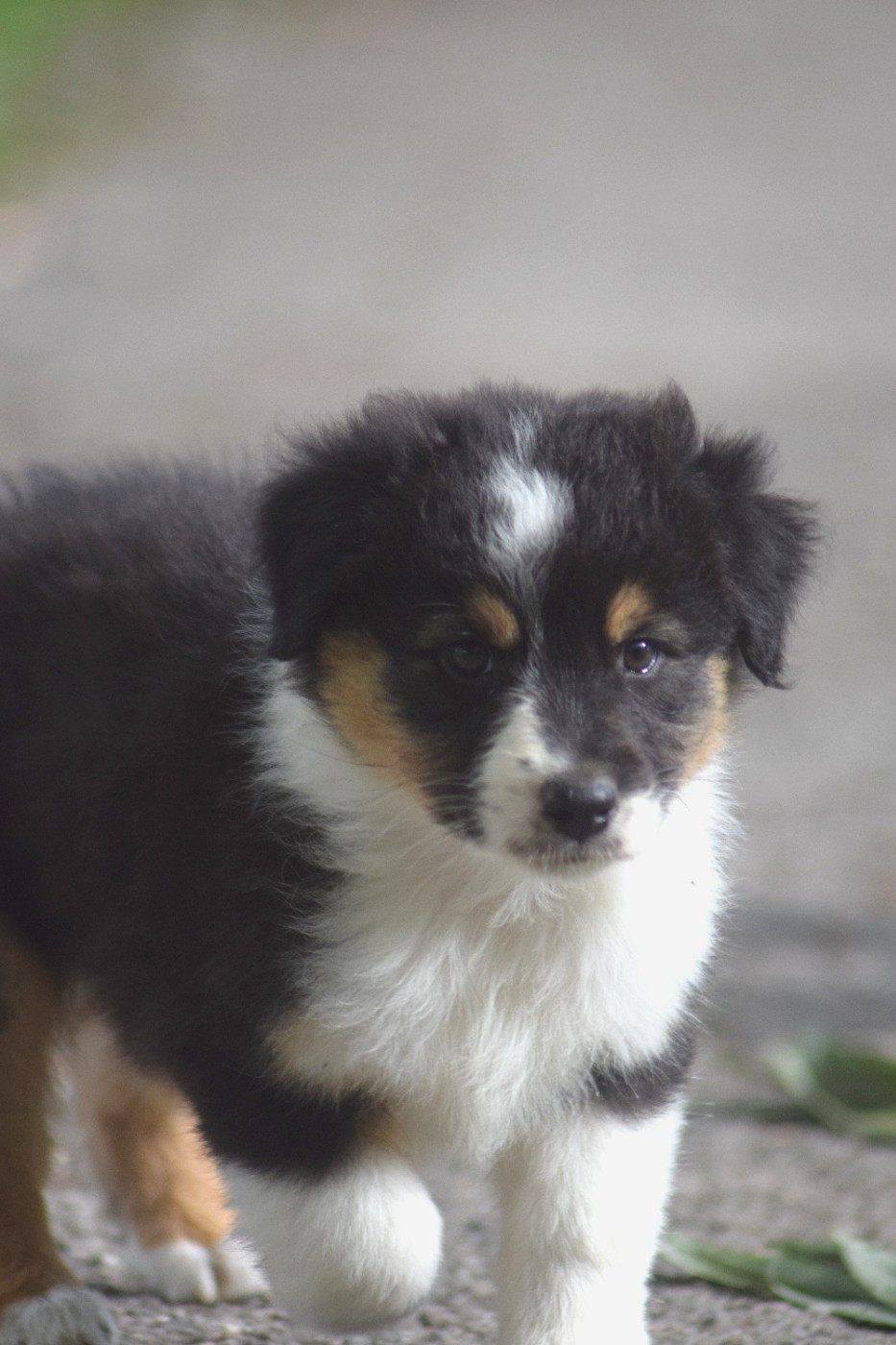 Chiot N°5
