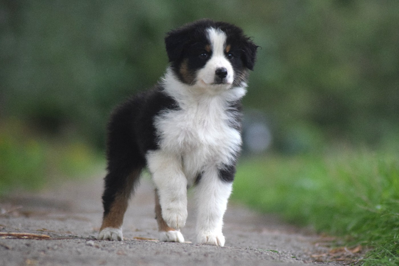 Chiot N°6