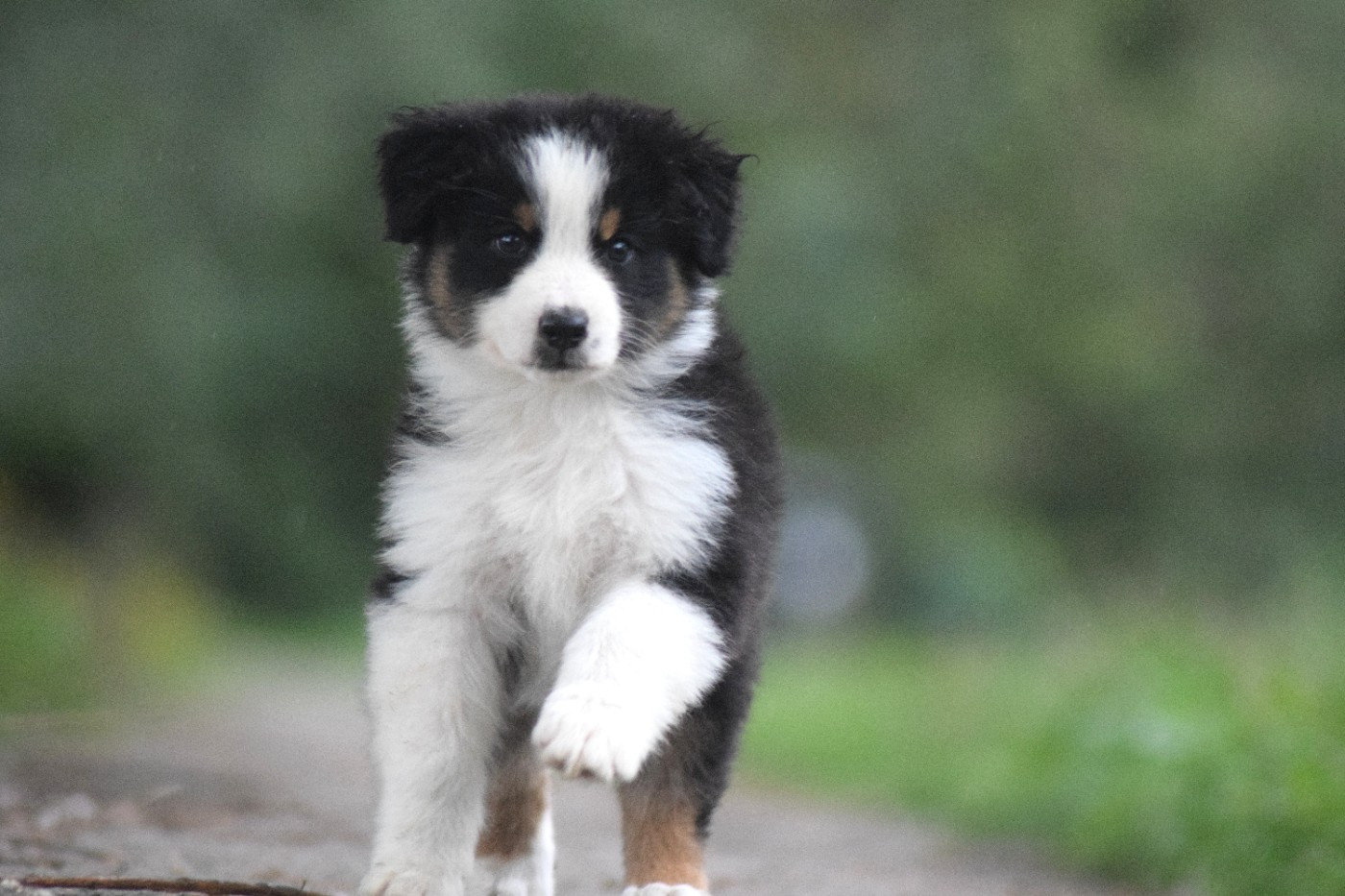 Chiot N°6