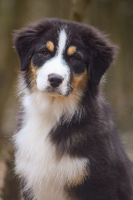 Les chiots de Berger Australien