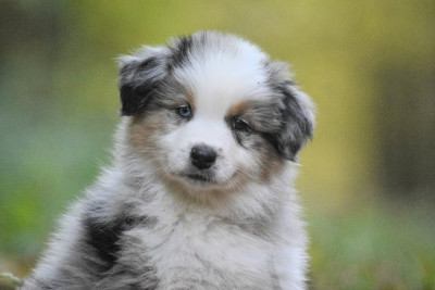 Les chiots de Berger Australien