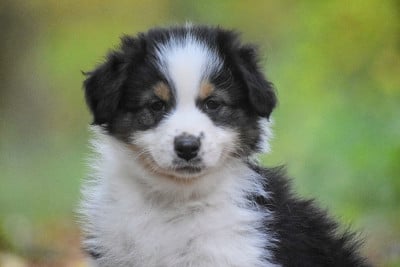 Les chiots de Berger Australien