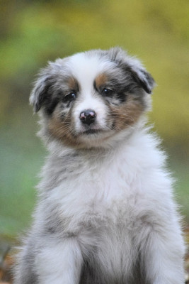 Les chiots de Berger Australien