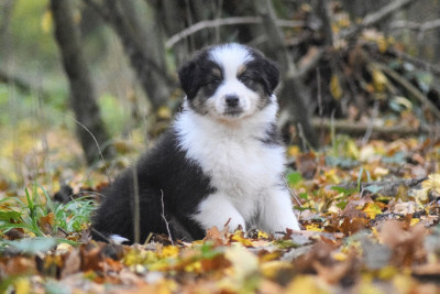 Les chiots de Berger Australien