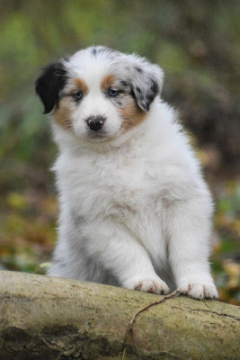 Les chiots de Berger Australien