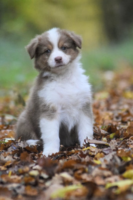 Les chiots de Berger Australien