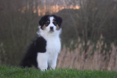 Les chiots de Berger Australien