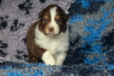 Les chiots de Berger Australien