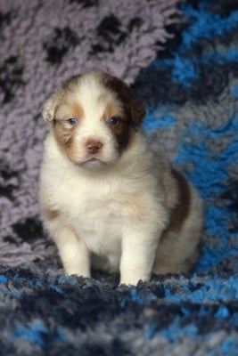 Les chiots de Berger Australien