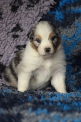 Les chiots de Berger Australien