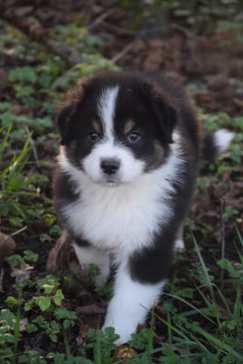 Les chiots de Berger Australien
