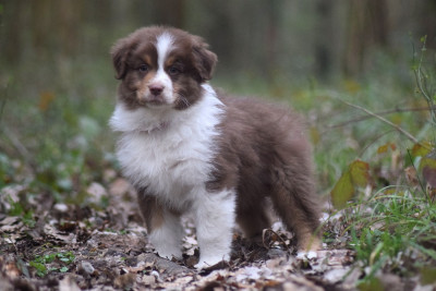 Les chiots de Berger Australien