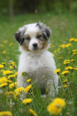 Les chiots de Berger Australien