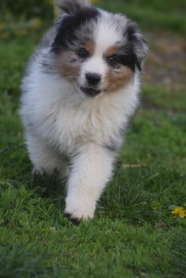 Les chiots de Berger Australien