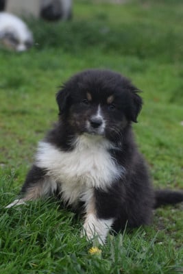 Barbouille - Berger Australien