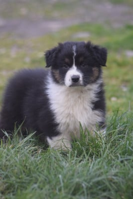 Barbotine - Berger Australien