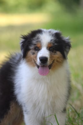 Les chiots de Berger Australien