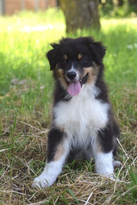Les chiots de Berger Australien