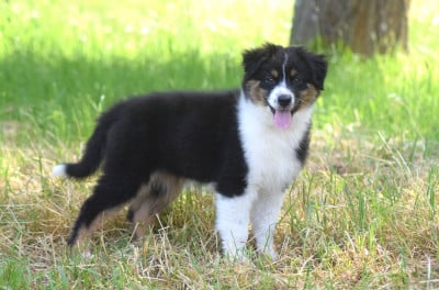 Les chiots de Berger Australien