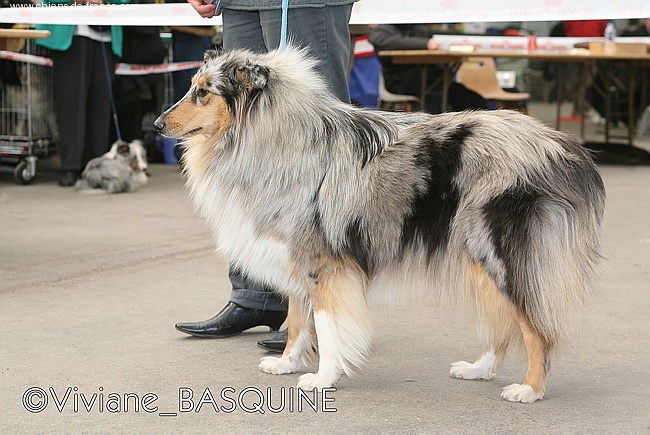 Bellissima blue of River Tweed - Excellent