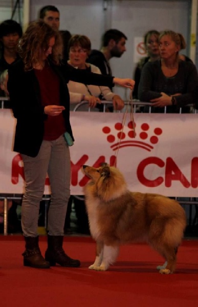 Jane austen du Jardin des Heliades - Meilleure puppy, très prometteur