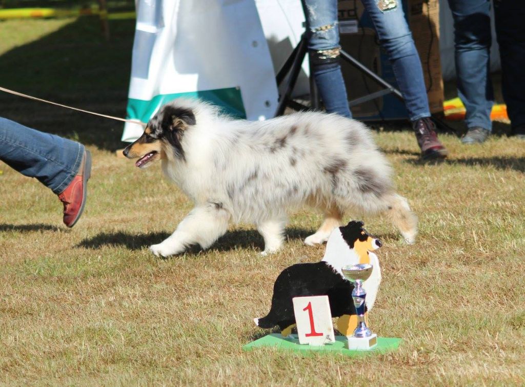 Mémoires d'une geisha du Jardin des Heliades - 4ème TP