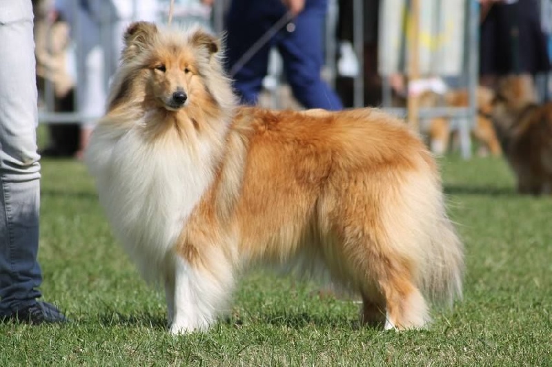 Illusion du Jardin des Heliades - 1ère EXC, CACS, MEILLEURE DE RACE