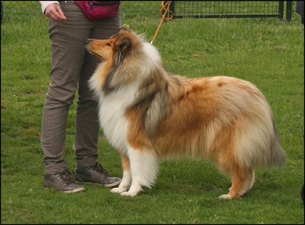 Galadrielle du Jardin des Heliades - 4ème Excellent