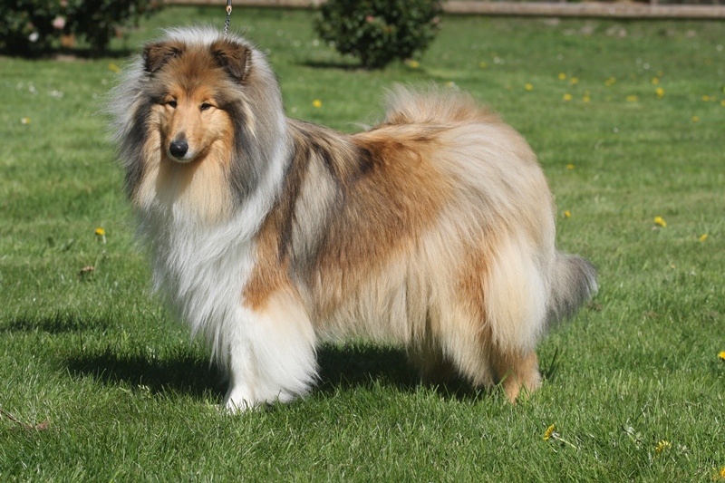 Galadrielle du Jardin des Heliades - Excellent