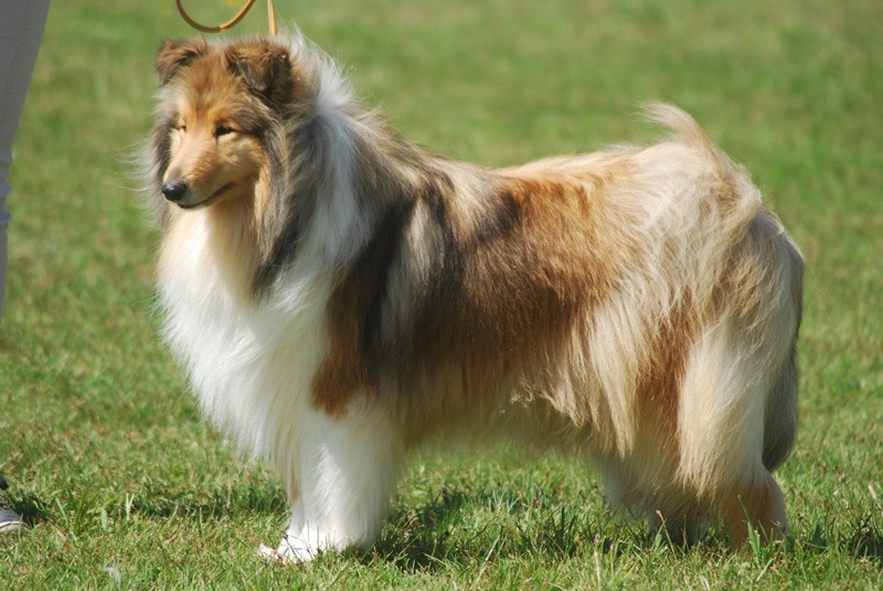 Galadrielle du Jardin des Heliades - 1 ère Excellent CACS CACIB