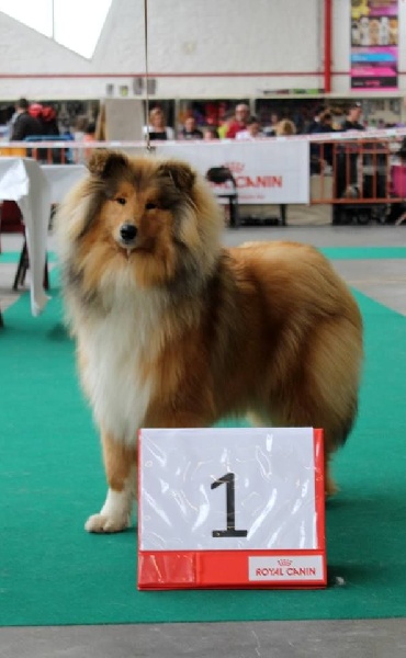 Jane austen du Jardin des Heliades - 1 TP MEILLEURE PUPPY