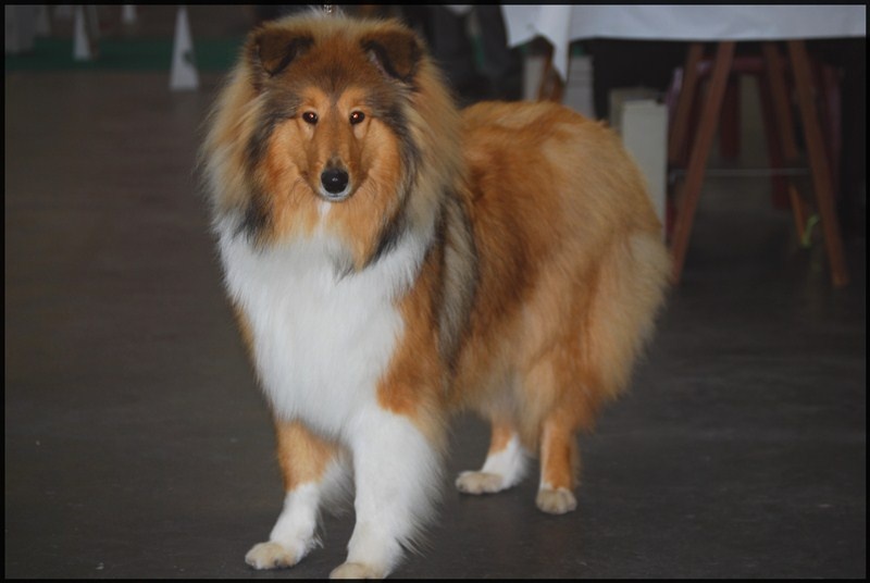 Galadrielle du Jardin des Heliades - 1ere TP, Meilleur Puppy