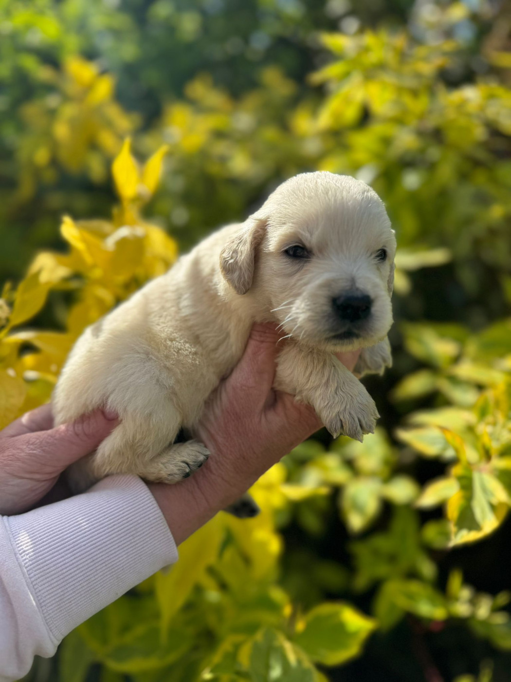 Chiot N°9 - Golden Retriever