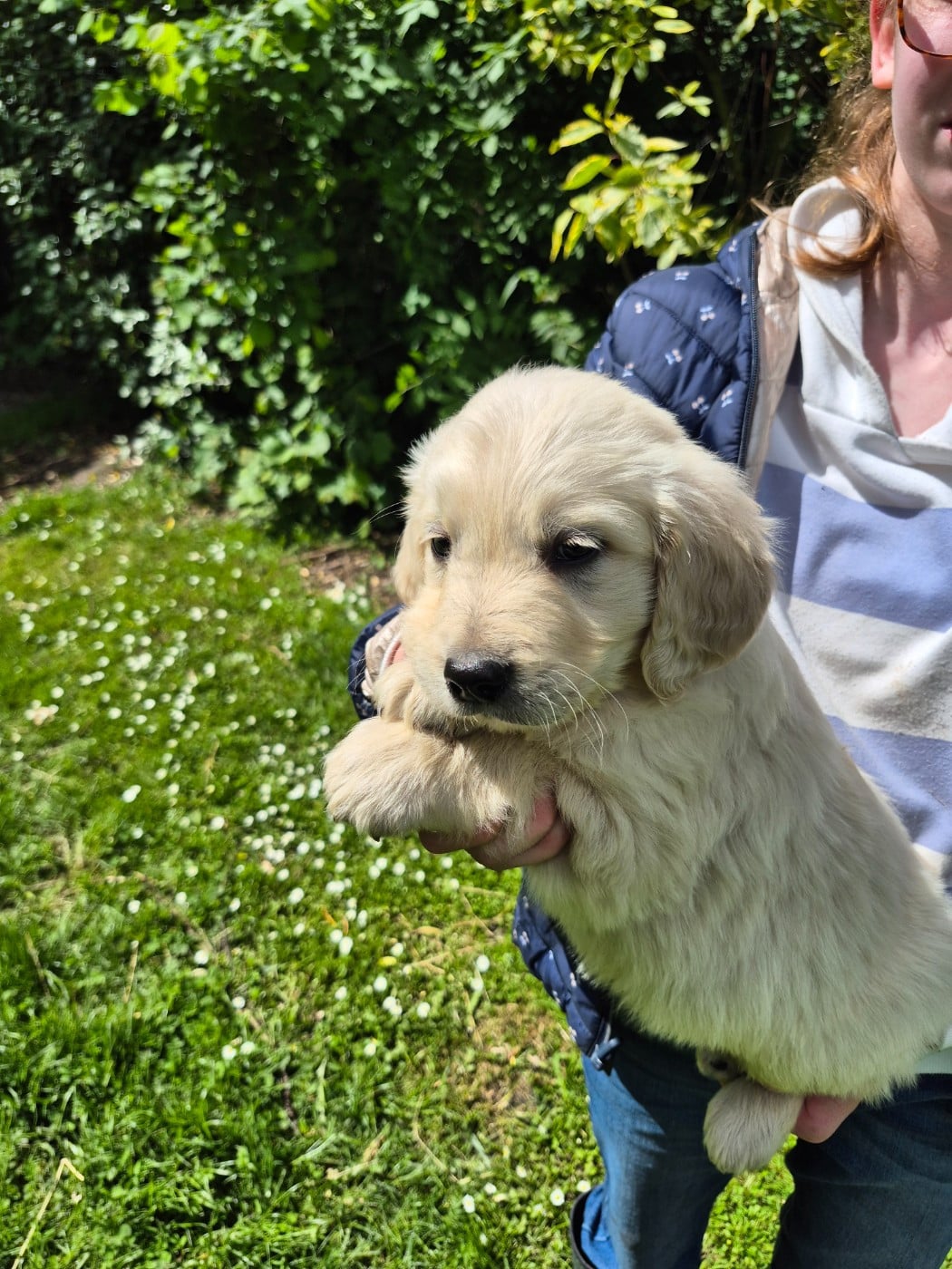 Golden Retriever - des Mannes Fleuries