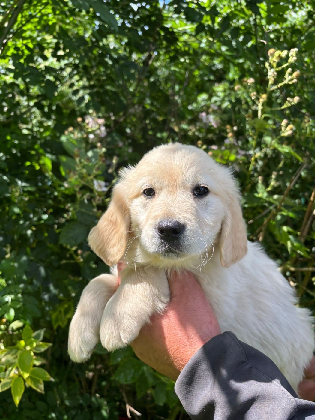 Golden Retriever - des Mannes Fleuries