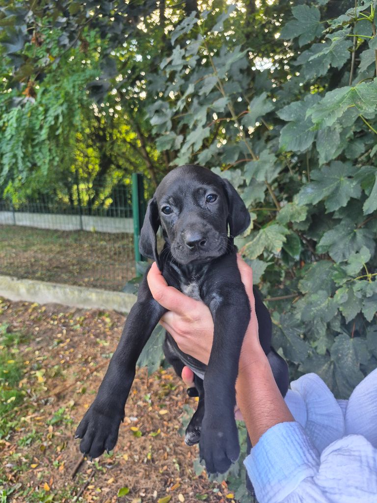Atea - Braque allemand à poil court