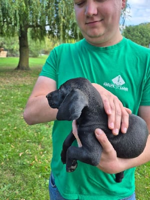 Les chiots de Braque allemand à poil court
