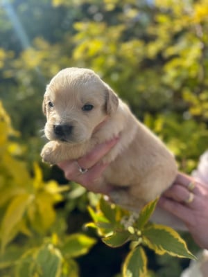 Les chiots de Golden Retriever
