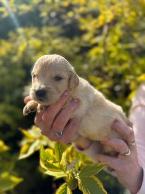 Les chiots de Golden Retriever