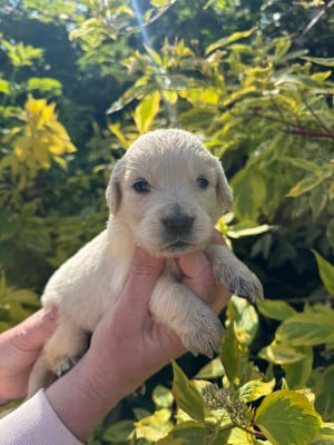 Les chiots de Golden Retriever