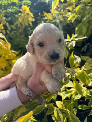 Les chiots de Golden Retriever