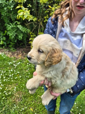 Les chiots de Golden Retriever