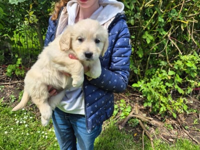 Les chiots de Golden Retriever