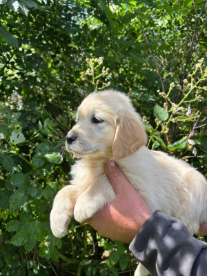 Les chiots de Golden Retriever